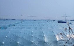 日本对虾大棚养殖技术