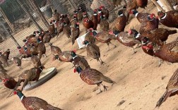 七彩山鸡养殖技术要点有哪些？