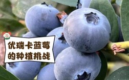 蓝莓品种那么多，到底哪个最好吃？