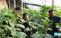 冬季大棚蔬菜技术有哪些要点？