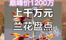 2025名贵兰花价格行情