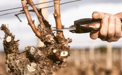 大棚葡萄冬季怎么剪才科学？