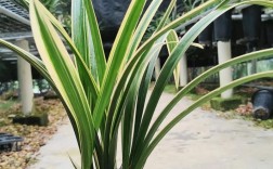 墨兰有哪些优良品种推荐？