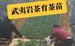 茶叶扦插育苗技术起源于何时？