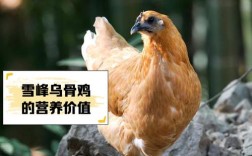 2025养天山雪鸡价格