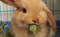 哪些兔子品种抵抗力最强？