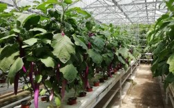 早春茄子密植如何高产稳产？