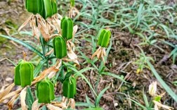 贝母种植技术怎么下载？