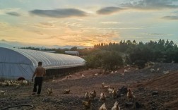 湖北土鸡养殖技术培训，如何高效提升成活率？