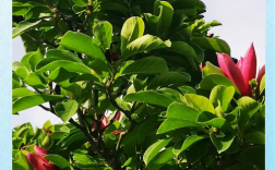 紫玉兰哪个品种最好？