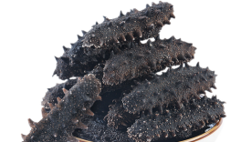 莱州海参2025价格会涨还是跌？