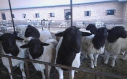 鲁西羊具体有多少个品种？