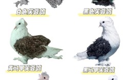 鸽子品种到底有多少种？