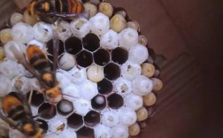 胡蜂养殖技术公开图片