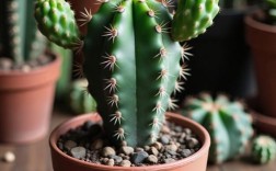 哪种仙人掌品种最好看？