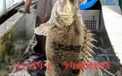 2025年江苏鳜鱼价格会涨还是跌？