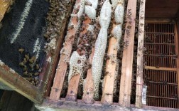 华北意蜂养殖技术视频