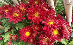 红菊花有哪些常见品种？