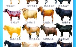 大型山羊品种有哪些？