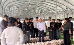 香菇种植技术培训视频，新手如何快速掌握？