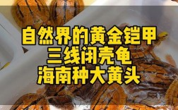 海南金钱龟价格行情怎么样？