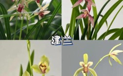 九月兰花开花是什么品种？