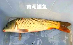 黄河鲤鱼养殖技术哪里有？