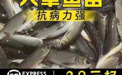 湖北草鱼批发价最新行情如何？