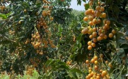 黄皮果怎么种？视频教你关键技术！