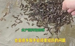 水泥池泥鳅养殖技术要点有哪些？