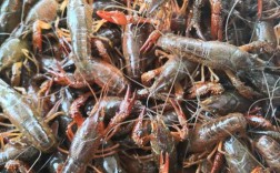 池塘里的虾是什么品种？