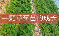 草莓种植技术视频哪里能下载？