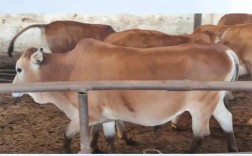 秦川牛养殖技术咋掌握？当前价格行情如何？