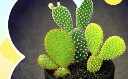 哪种仙人掌品种刺少？