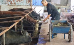 夏季养牛技术视频全集，关键要点有哪些？