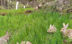 野兔养殖前景如何？价格波动大吗？