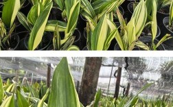 一叶兰品种知多少？