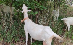 萨能奶山羊2025价格