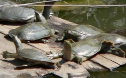 野生甲鱼怎么养？养殖技术有哪些要点？