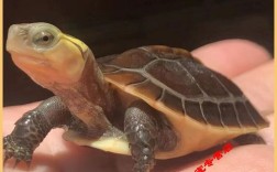 2025黄缘闭壳龟苗价格会涨还是跌？