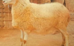 南方农村养什么品种羊