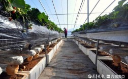 蘑菇草莓种植视频，技术要点有哪些？