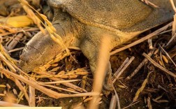 有机水稻如何与蛙鳖共生养殖？