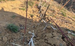 农村致富种养技术有哪些实用方向？