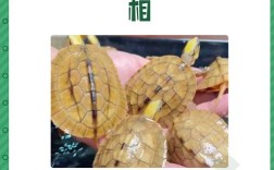 2025金钱龟幼苗价格多少？