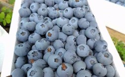 南方哪种蓝莓品种最好吃？