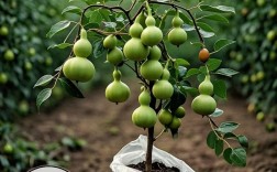 水果树品种难辨？如何快速识别？