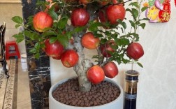 盆栽苹果管理技术视频