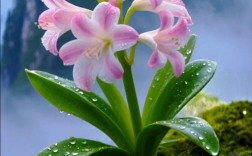 君子兰品种有哪些？看图识花全在这！