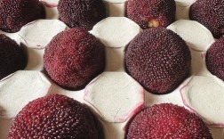 东葵杨梅究竟有多少品种？